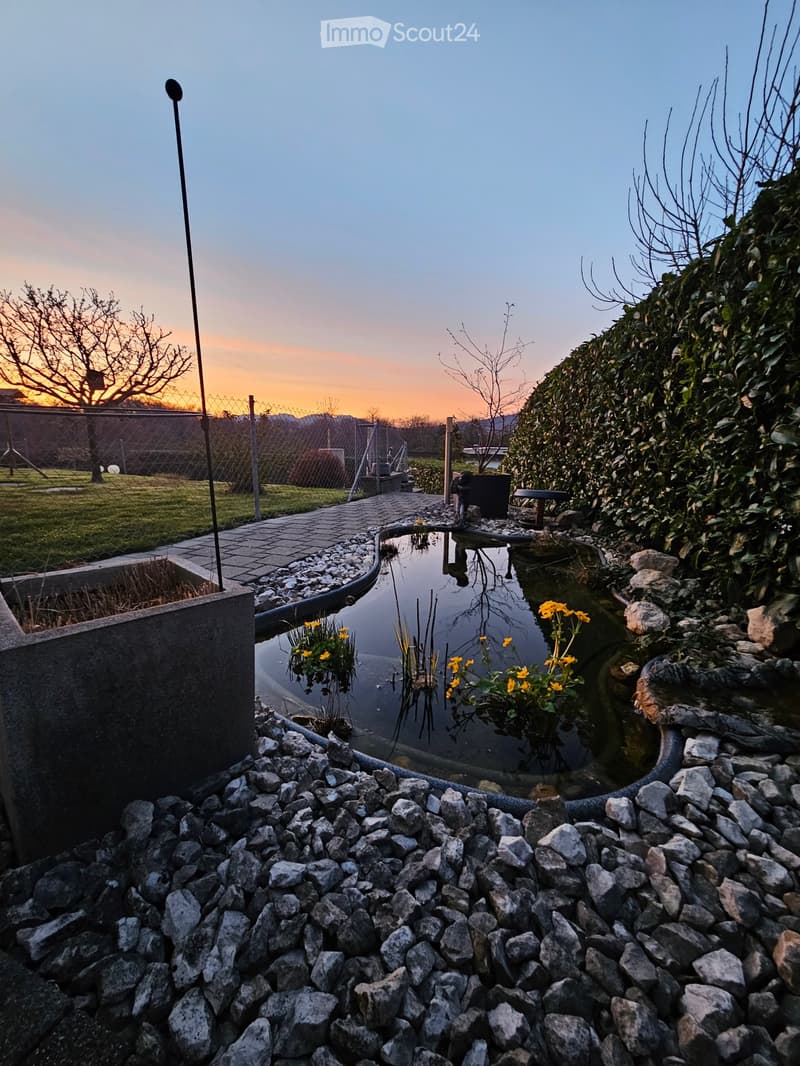 Small pond with yellow flowers, surrounded by rocks, small footpath, fenced garden, trees, shrubs, sunset view.
