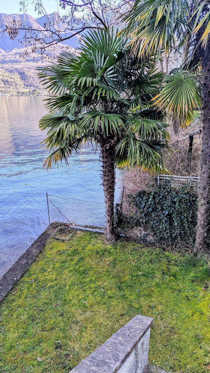 A grassy area with a palm tree and a stone bench, overlooking a lake with mountains in the background.