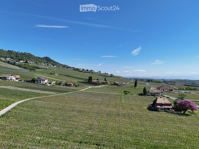 Aerial view of a vineyard with several houses, green fields, and a clear blue sky.