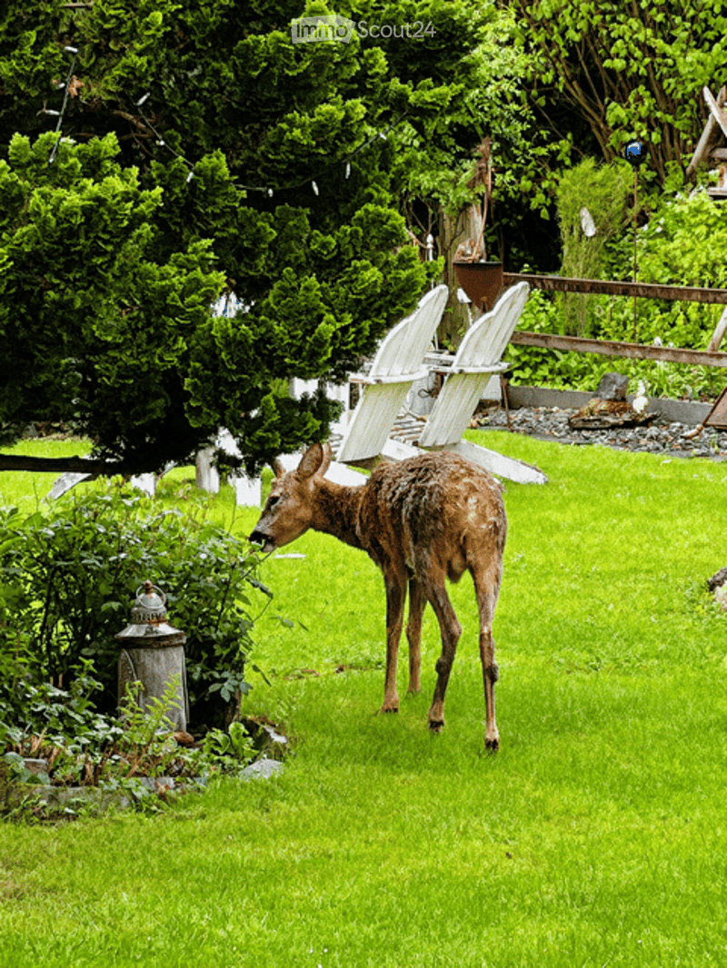 Garden / Outdoor Area. A deer stands in a well-maintained garden with green grass, bushes, and outdoor chairs in the background.