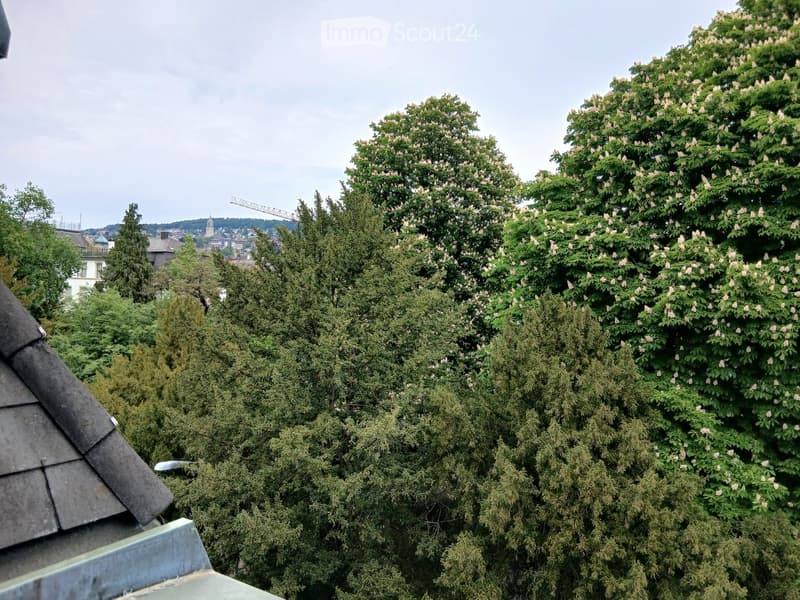 View from a rooftop showing lush green trees and a distant cityscape with buildings and a crane.
