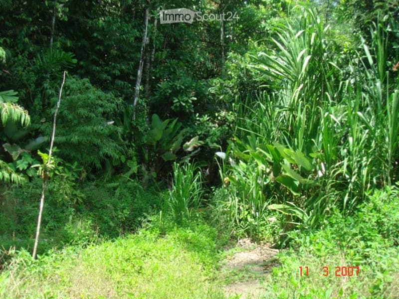 Garden / Outdoor Area. Dense, lush green vegetation with various plants and trees, a narrow dirt path, and a date stamp in the bottom right corner.