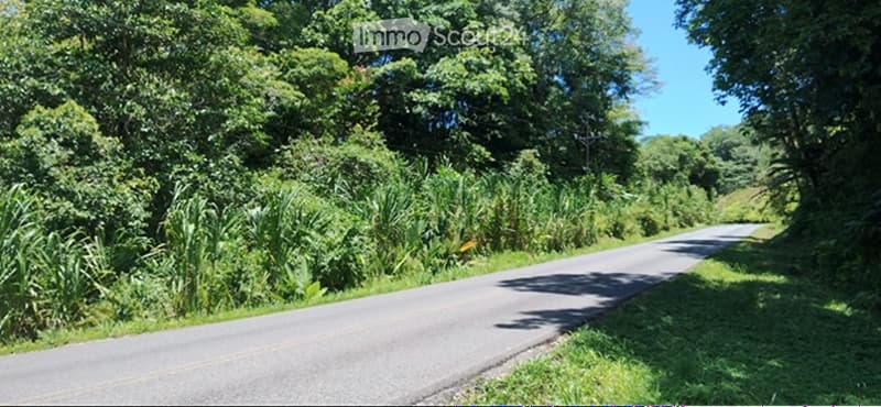Garden / Outdoor Area. A rural road surrounded by lush green vegetation and trees, with a clear blue sky above.