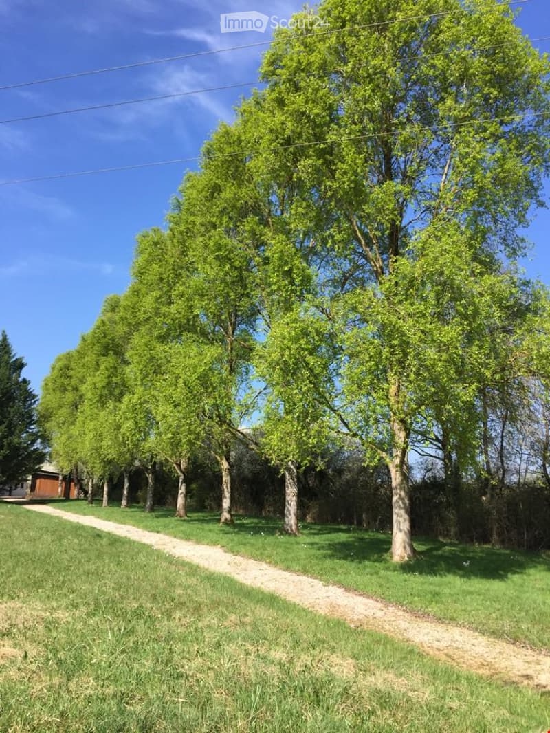 Garden / Outdoor Area. A grassy outdoor area with a dirt path lined with tall, leafy trees. The background includes a small wooden structure and a clear blue sky.