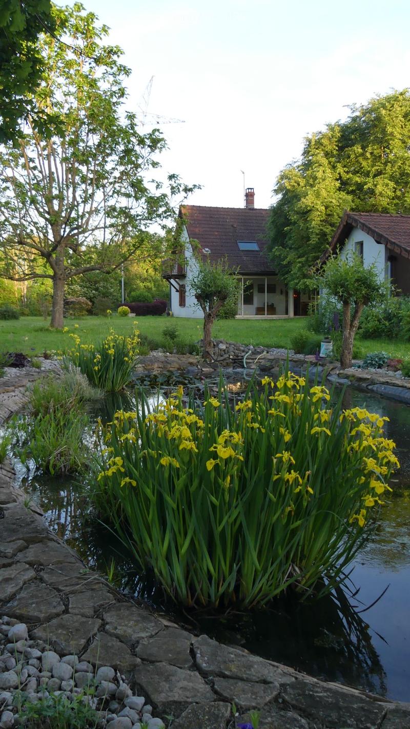 A serene garden scene with a pond featuring yellow irises, surrounded by rocks and greenery, with a house visible in the background.
