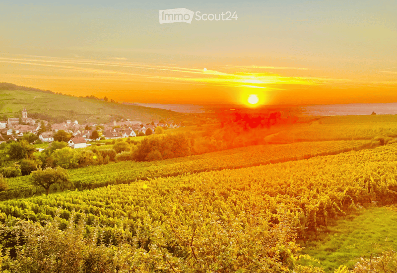 Garden / Outdoor Area. A panoramic view of a vineyard at sunset, with rows of grapevines stretching across the landscape and a small village visible in the distance.