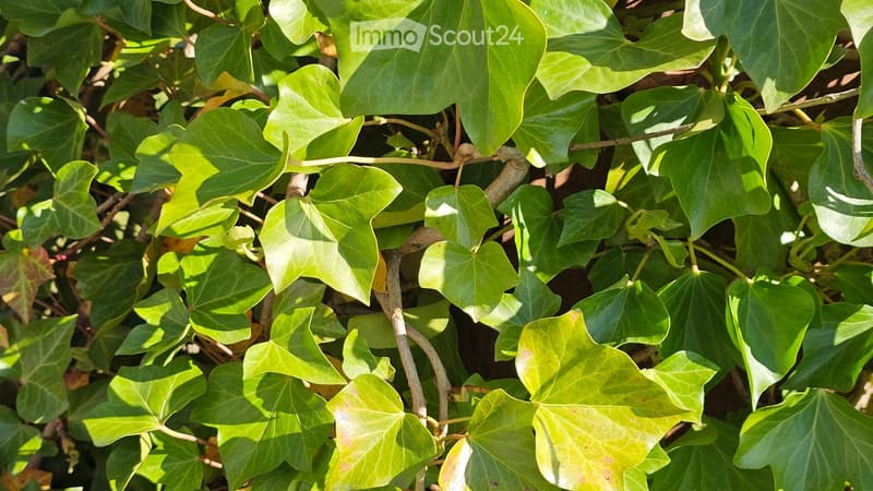 A close-up view of lush green ivy leaves climbing on a structure, with vibrant foliage and natural sunlight filtering through.