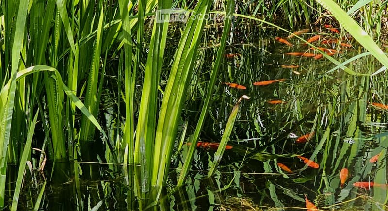 A serene garden pond filled with water lilies and surrounded by tall green reeds, with several orange koi fish swimming gracefully.