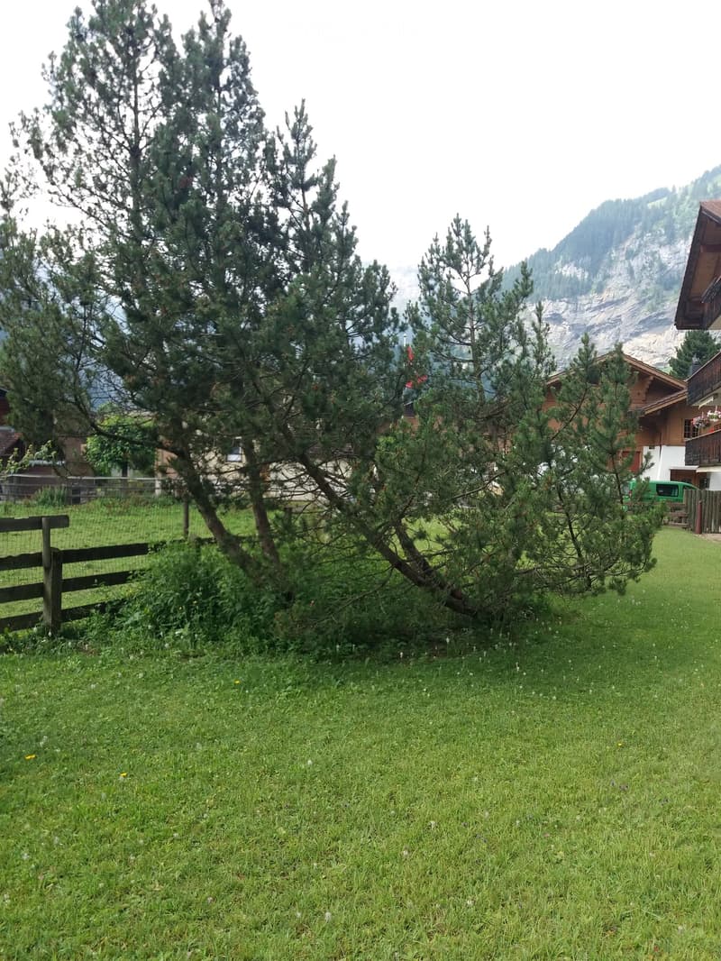 A grassy area with a wooden fence, surrounded by coniferous trees and a house in the background, with mountains visible in the distance.