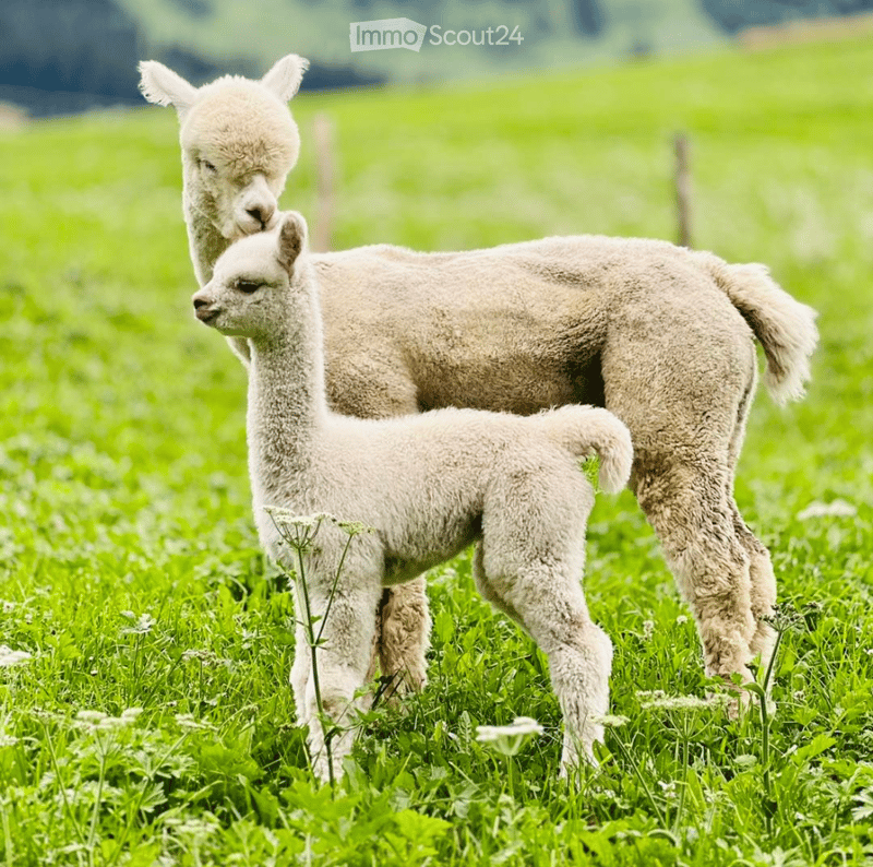 Two white alpacas standing in a green field, the adult one licking the young one on the head.