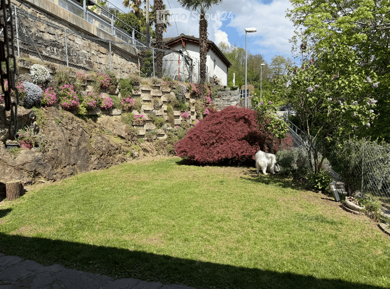 Garden with green grass, flowering plants, shrubs, and a white dog walking on the lawn.