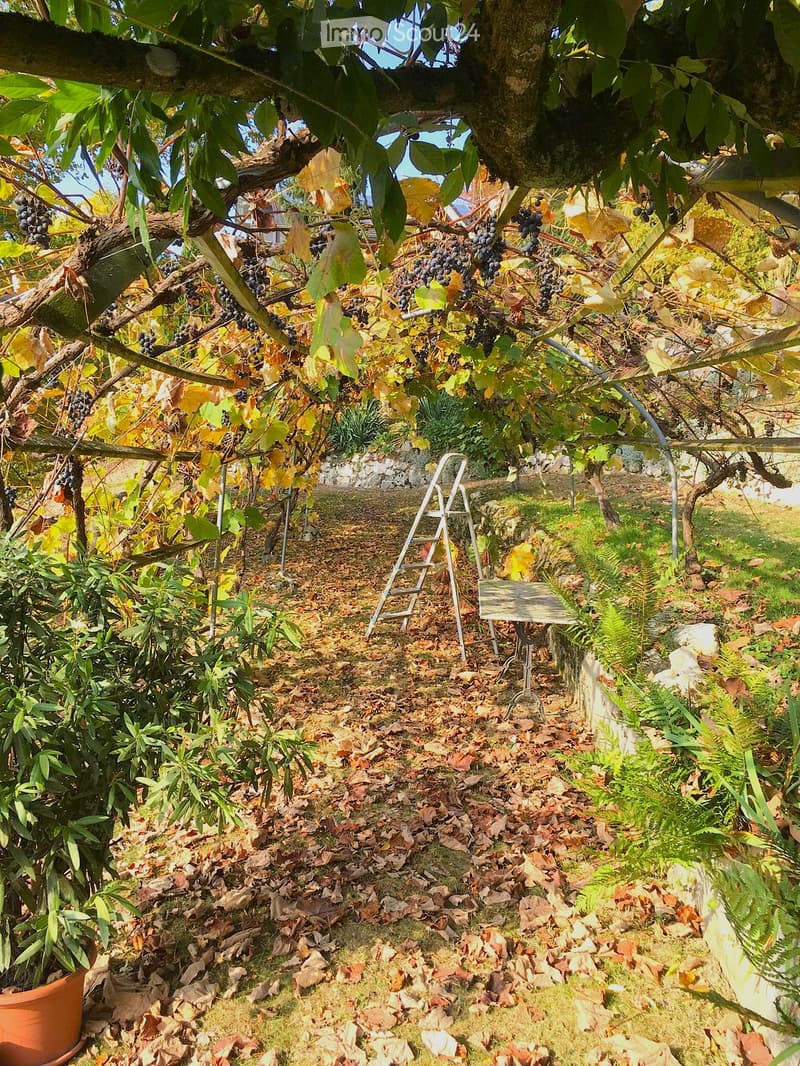 A lush garden with grapevines, autumn leaves, and a small wooden bench under a tree.