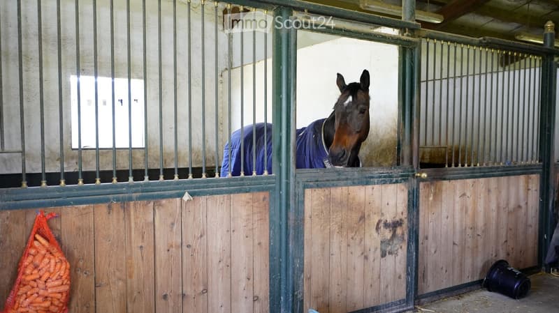 Stable with a horse wearing a blue blanket visible through the stable door. Wooden stable walls, metal bars, and a hay bag are visible.