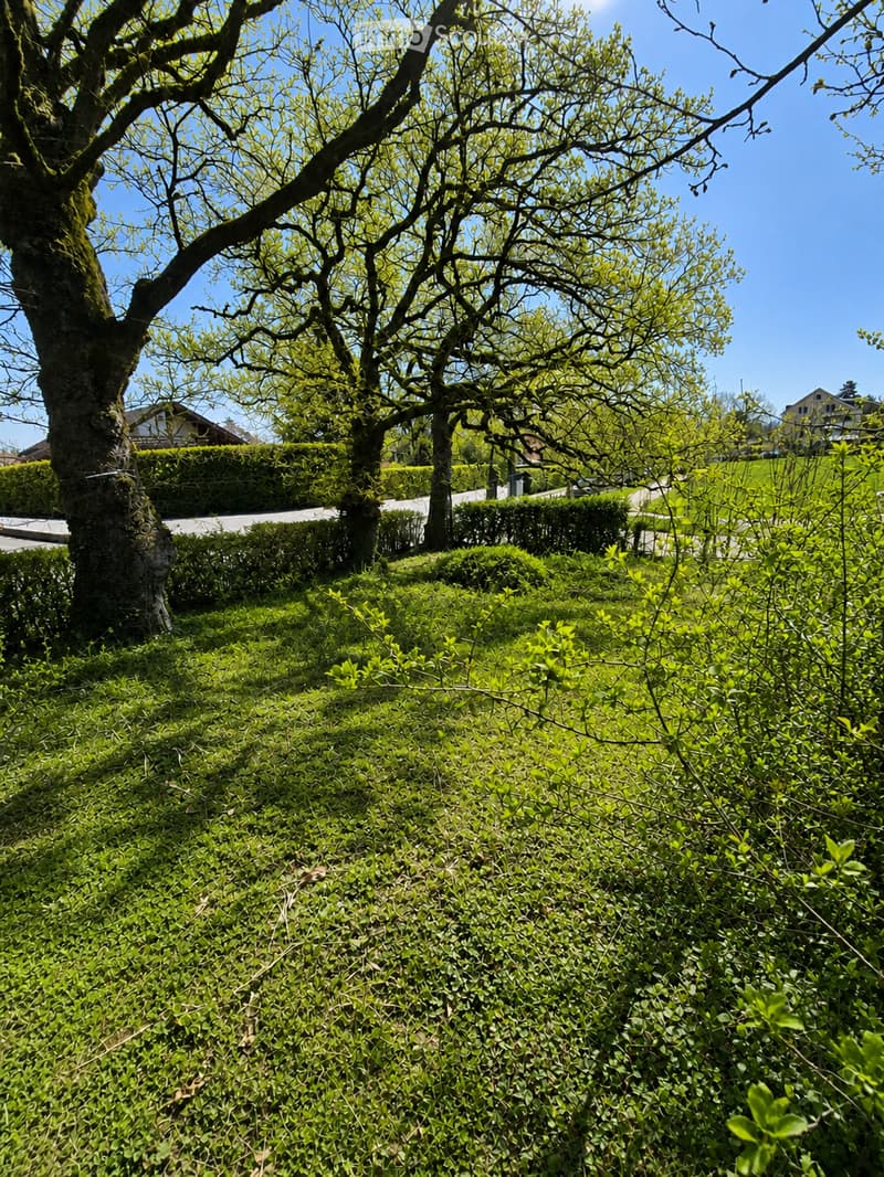 A well-maintained garden with neatly trimmed hedges, a large tree, and a clear pathway leading to a house in the background.