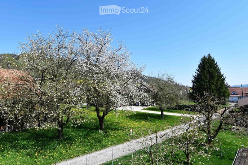 A peaceful garden area with blooming trees, a gravel path, and a clear blue sky. The scene includes a mix of flowering trees and green grass, with a few houses visible in the background.