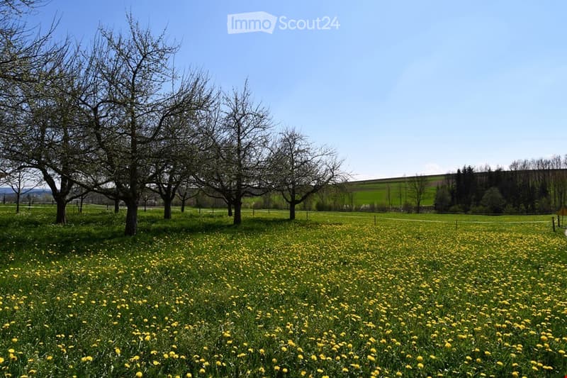 A lush green field dotted with yellow flowers and surrounded by trees, with a clear blue sky and distant hills in the background.