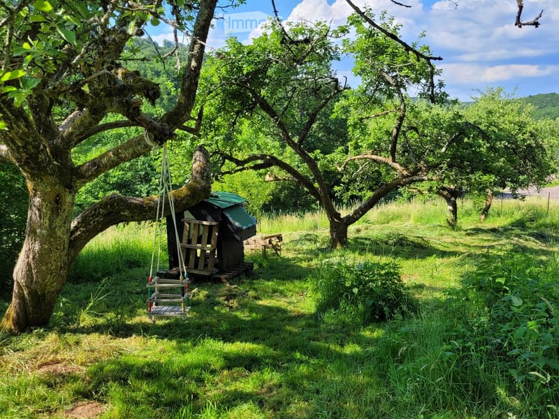 A serene garden area with a swing hanging from a large tree, a small wooden shed, and lush greenery under a clear blue sky.