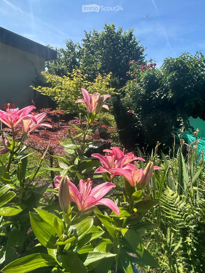 Garden with pink lilies, green foliage, and various shrubs under a clear blue sky.