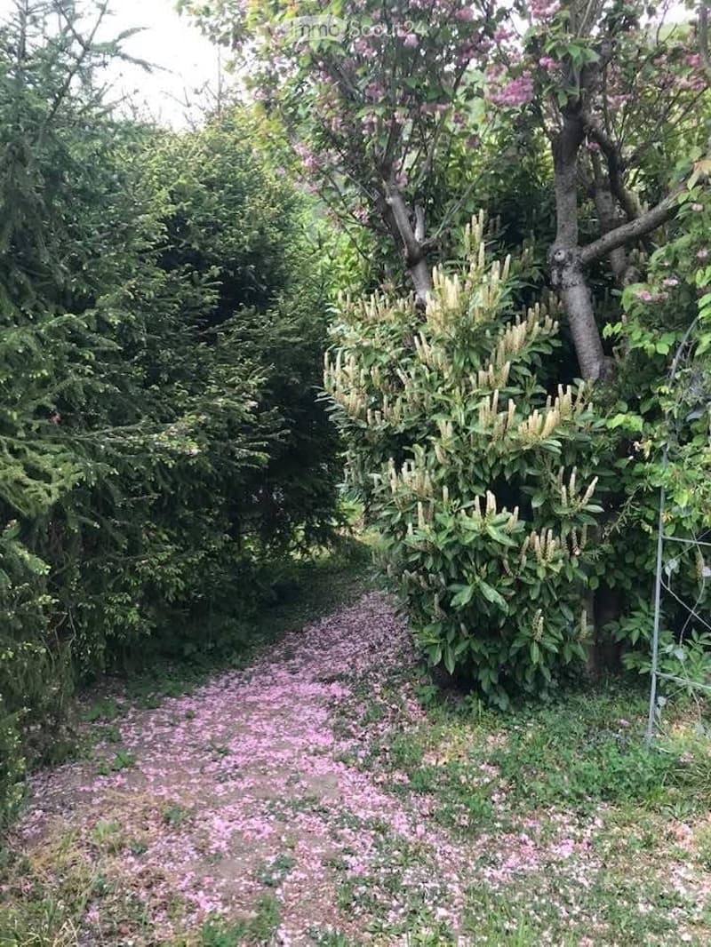 A garden path lined with pink petals, surrounded by lush greenery and flowering shrubs.