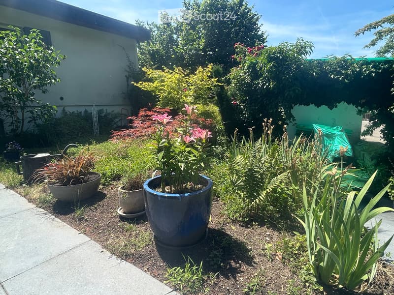 Well-maintained garden with various potted plants, including lilies, ferns, and shrubs, surrounded by a concrete pathway and a house in the background.