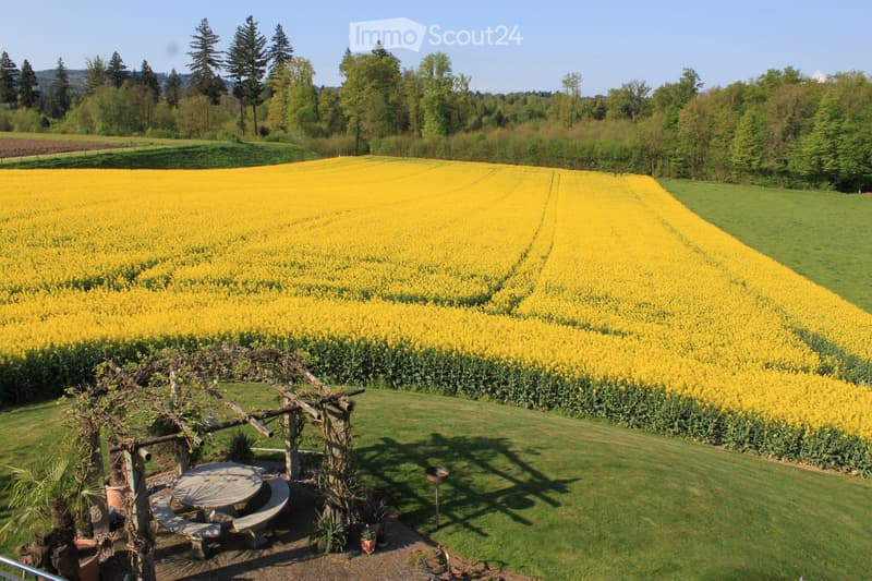 A large garden area with a vibrant yellow field of flowers, a well-maintained lawn, a wooden pergola with climbing plants, a round table with benches, and various potted plants. The background features a forested area with tall trees.