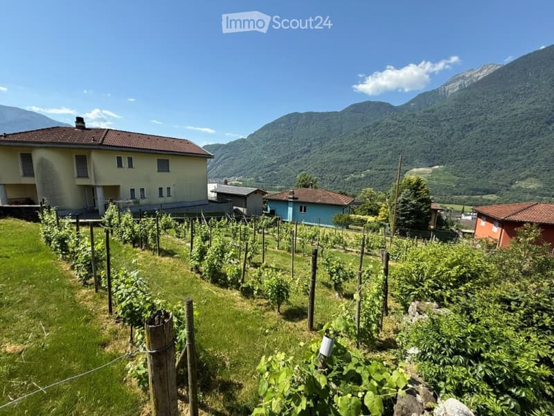 A vineyard with rows of grapevines, surrounded by a grassy field and several houses, with mountains in the background.