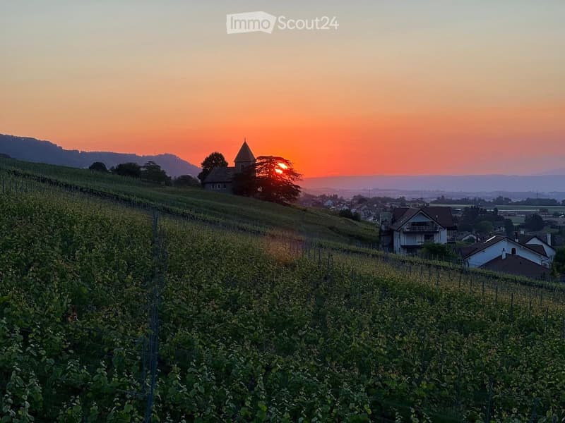 Vineyard with rows of grapevines, small church, houses, and distant mountains at sunset.