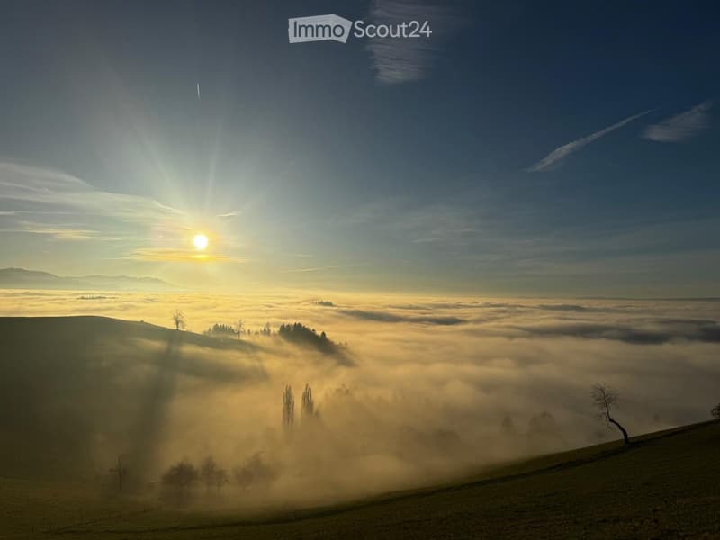 A serene landscape with rolling hills covered in a thick layer of morning fog, with sparse trees and a bright sun rising over the horizon.