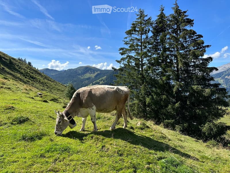 A cow grazing on a lush green hillside surrounded by tall coniferous trees and distant mountain peaks under a clear blue sky.