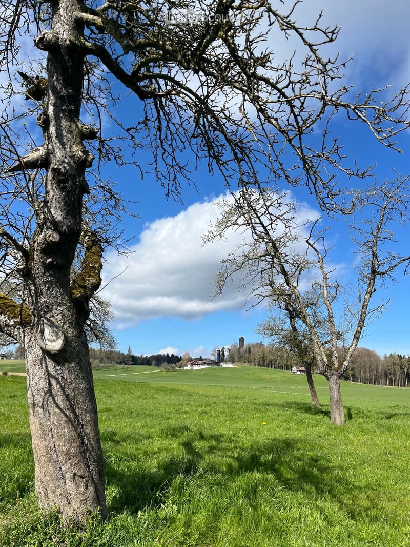 Open field with grass, scattered trees, and distant buildings on a hill under a clear blue sky.