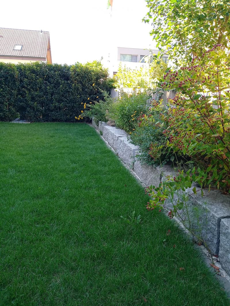 Green lawn, stone wall, hedge, plants, flowers