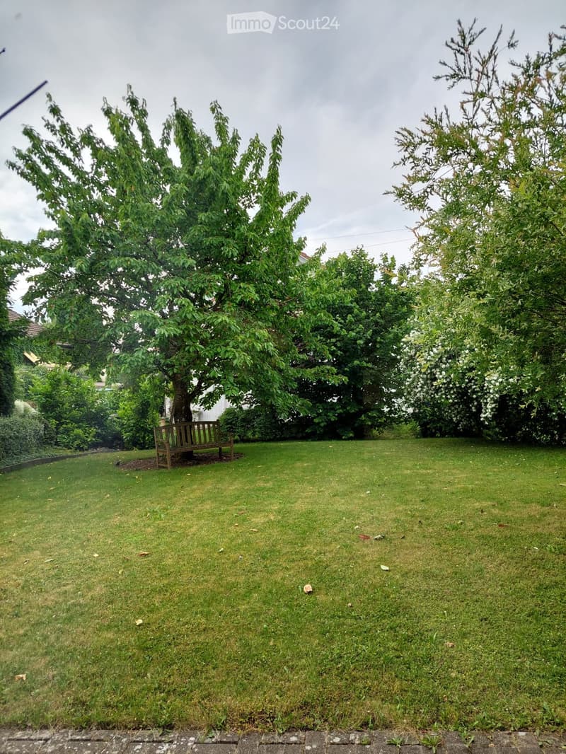 Lush green garden with a wooden bench under a large tree, surrounded by bushes and trees.