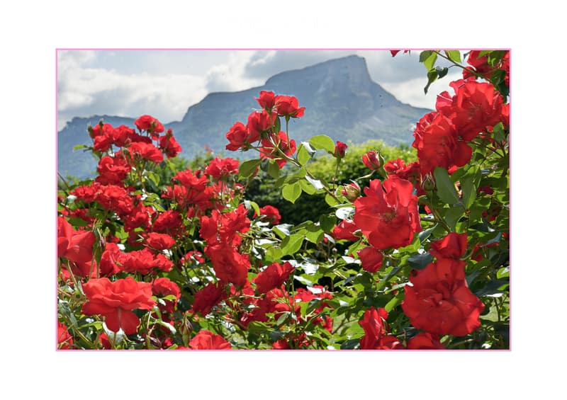 A vibrant garden filled with red roses and green foliage, with a mountain range visible in the background under a partly cloudy sky.