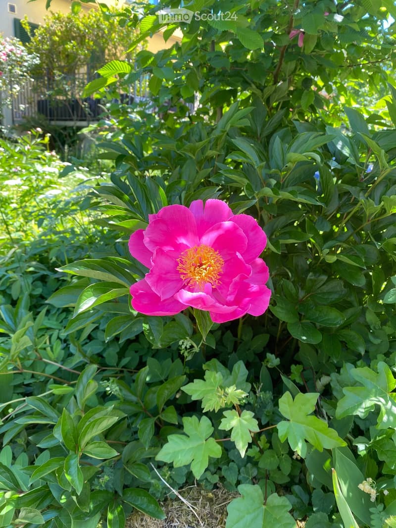 A vibrant pink peony flower with a yellow center is surrounded by lush green foliage in a garden setting.