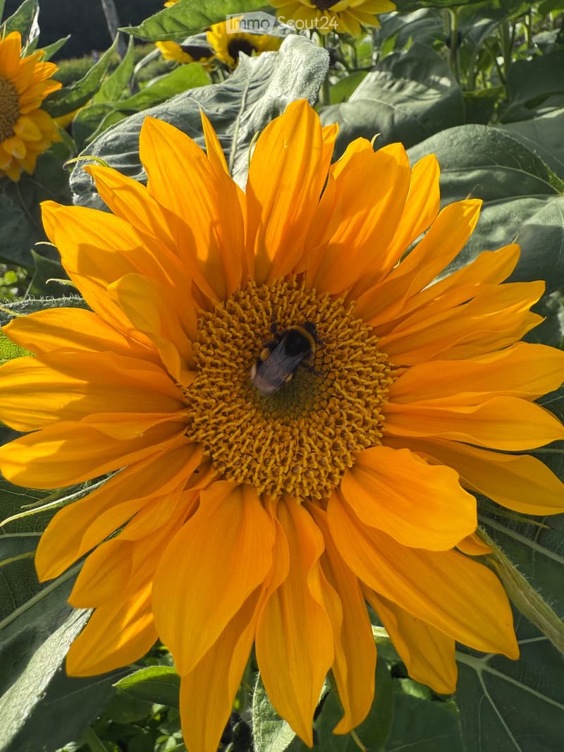 Close-up of vibrant yellow sunflowers with a bee on one of the flower heads, surrounded by green leaves.