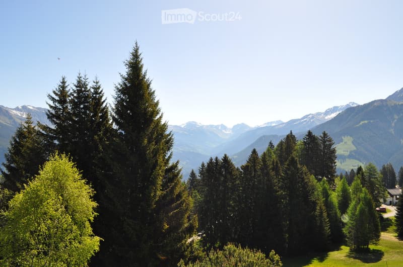 A scenic mountain view with tall evergreen trees in the foreground and snow-capped peaks in the background.