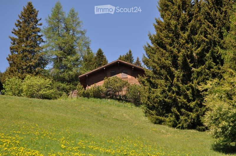 A wooden house with a sloped roof, surrounded by tall evergreen trees and a grassy lawn dotted with yellow flowers.