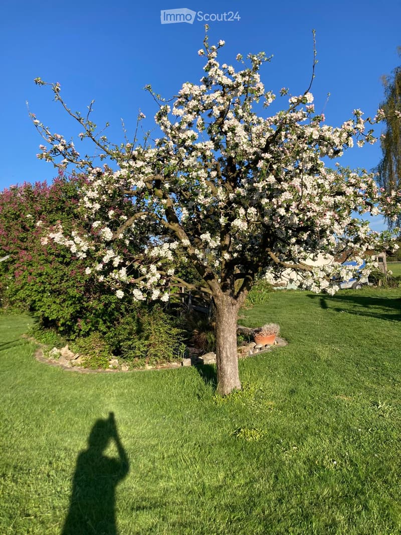 A well-maintained garden with a large flowering tree, green grass, and surrounding bushes and plants.
