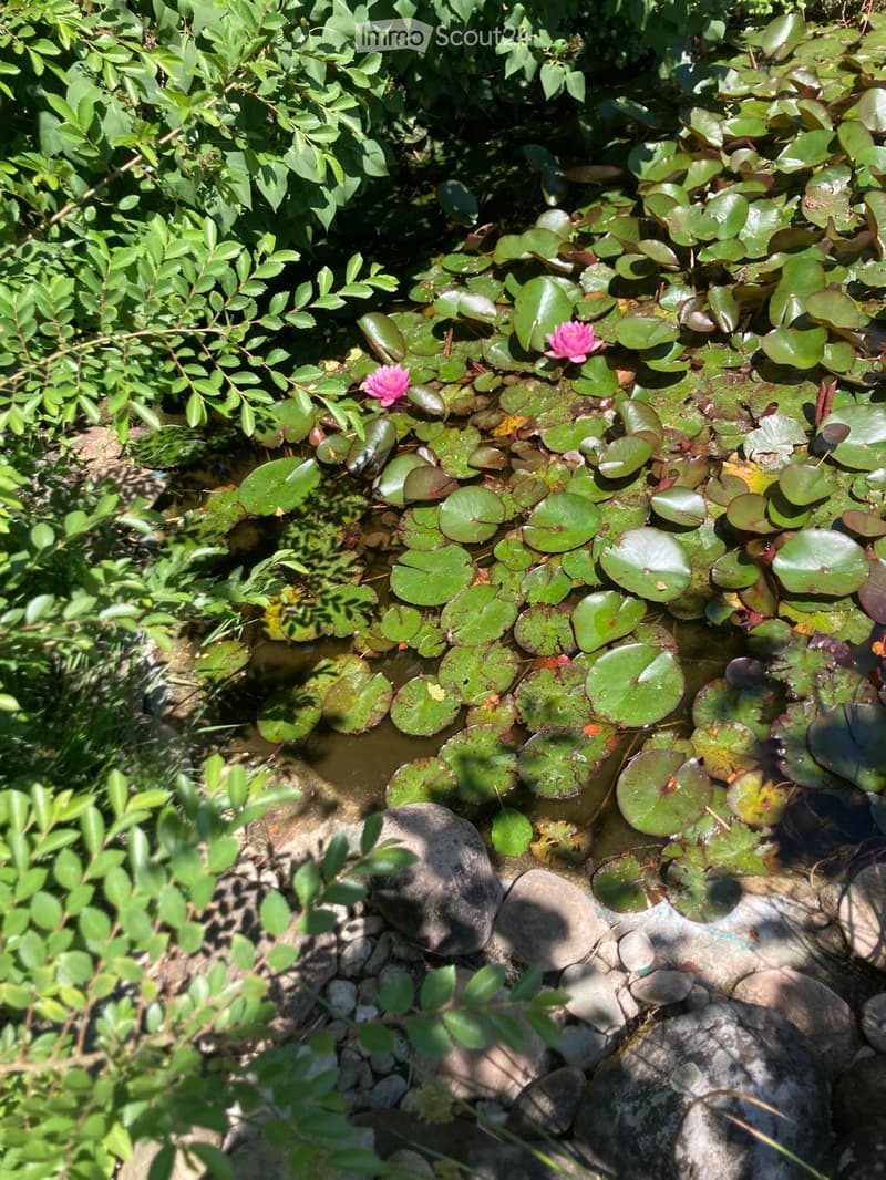A small pond with lily pads and pink water lilies, surrounded by green foliage and rocks.