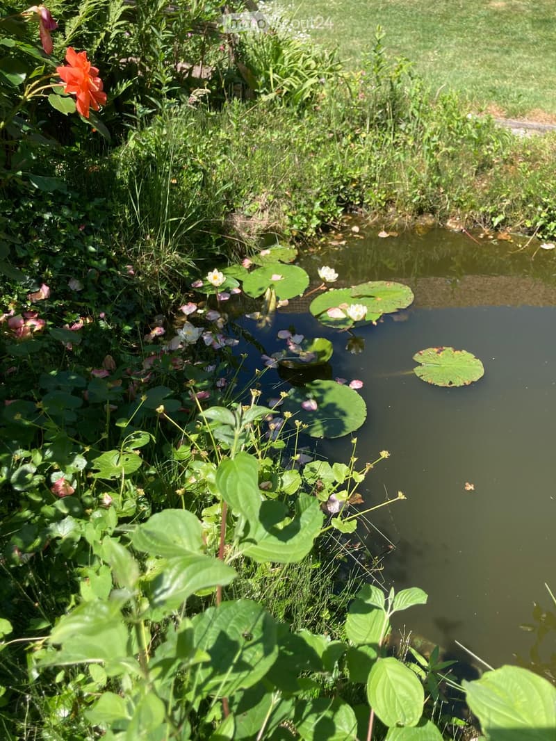 A serene garden pond surrounded by lush greenery, featuring water lilies and various flowering plants.