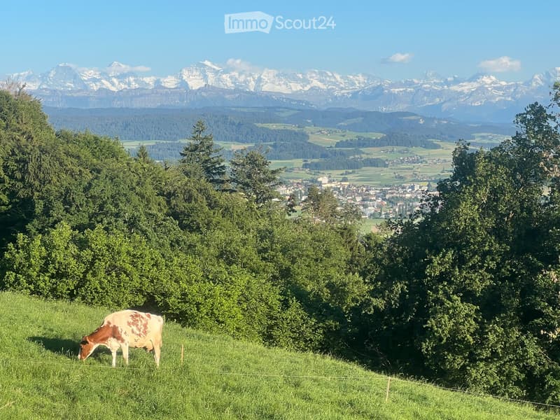 A scenic view of a lush green meadow with a grazing cow, surrounded by dense trees and a distant town nestled in a valley, with snow-capped mountains in the background.