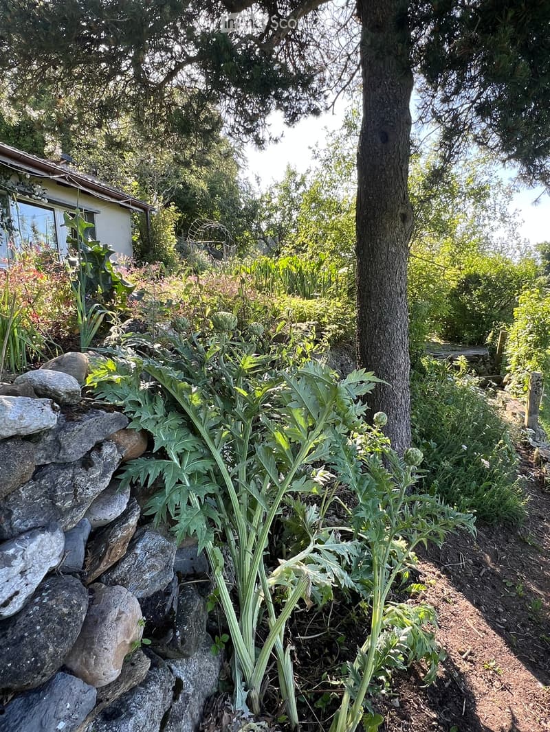 Garten mit Trockenmauern