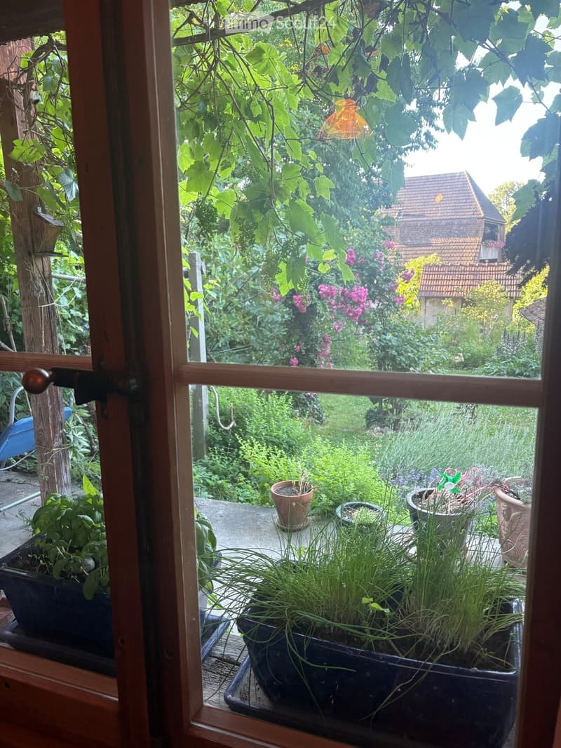 View from a window showing a lush garden with potted plants, climbing vines, and colorful flowers, with a neighboring house visible in the background.