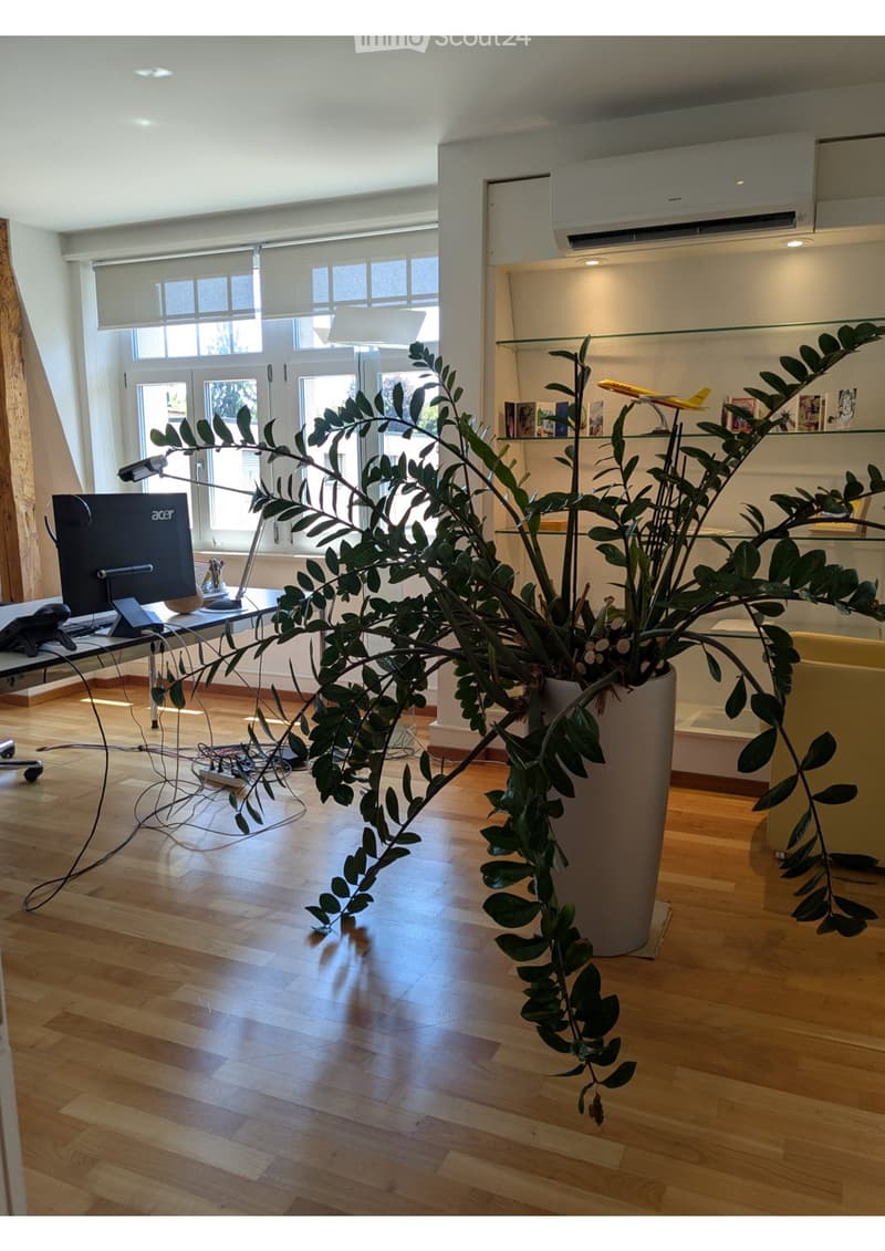 A modern, well-lit room with wooden flooring, large windows, a tall potted plant, a desk with a computer, and a lamp.