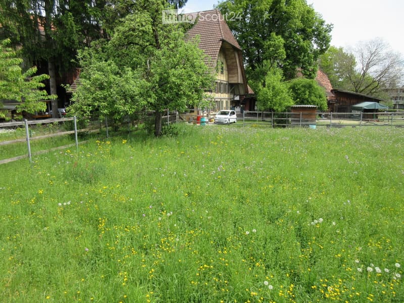 large grassy area with yellow flowers, wooden fence, trees, house in the background