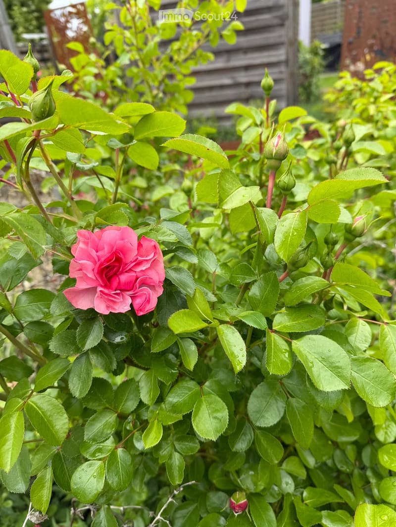 A lush rose bush with vibrant pink blooms and green leaves, surrounded by other plants and a wooden fence in the background.