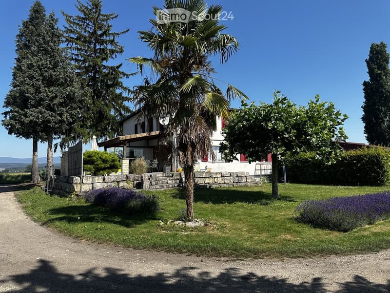 A well-maintained garden with a house in the background, featuring a palm tree, lavender bushes, and a stone pathway leading to the house.