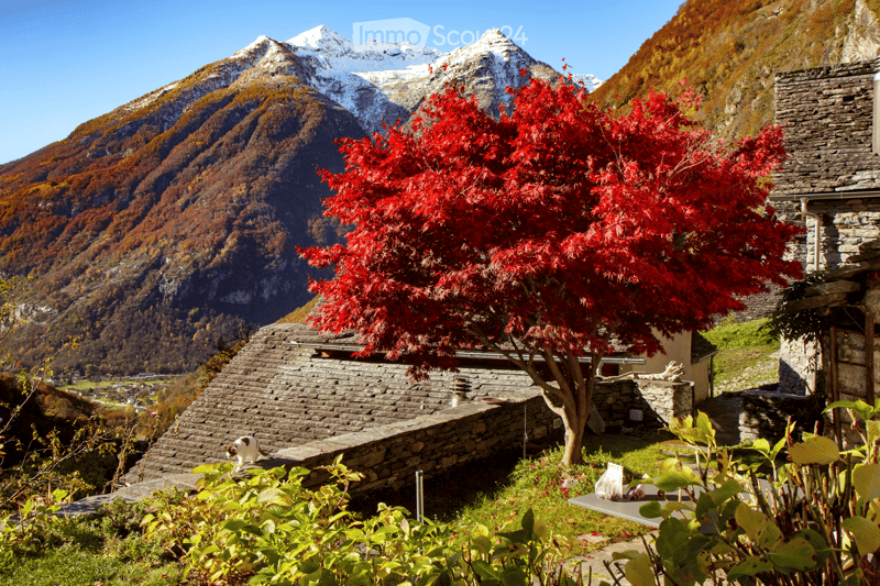 A scenic outdoor garden with a red maple tree, stone steps, and a view of snow-capped mountains in the background.