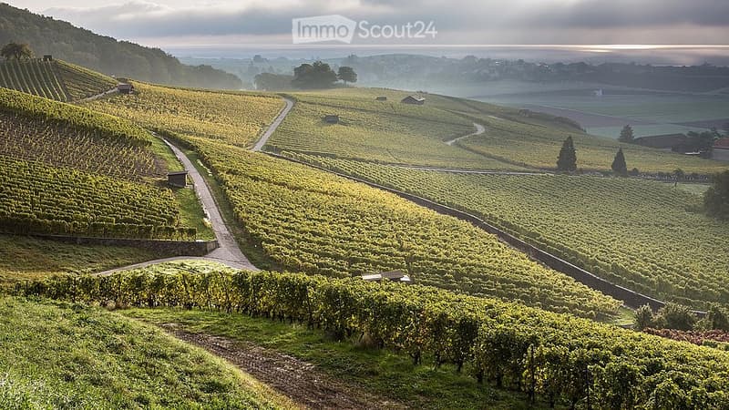 A panoramic view of a vineyard with rows of grapevines, surrounded by rolling hills and a winding road. The landscape is lush and green, with scattered farmhouses and a distant valley.