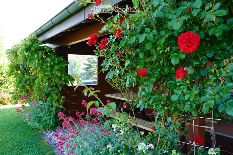 A garden area with a wooden bench, surrounded by lush greenery and blooming red roses, with a wooden structure in the background.